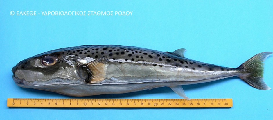 Lagocephalus sceleratus C