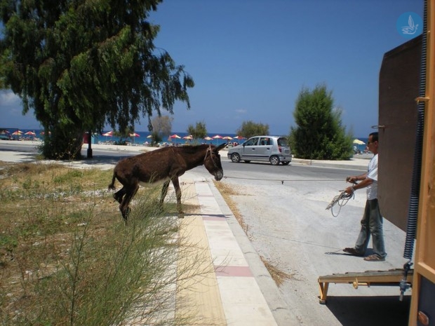 γαιδούρι7