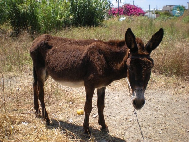 γαιδούρι5