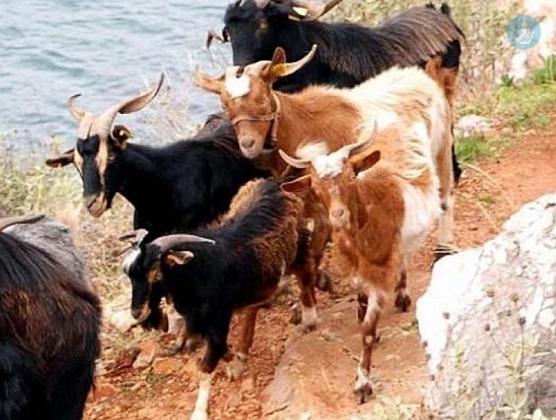 κατσίκια