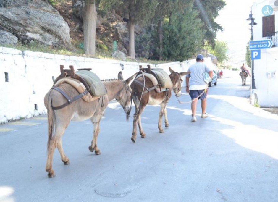 Γαιδούρια Λίνδο