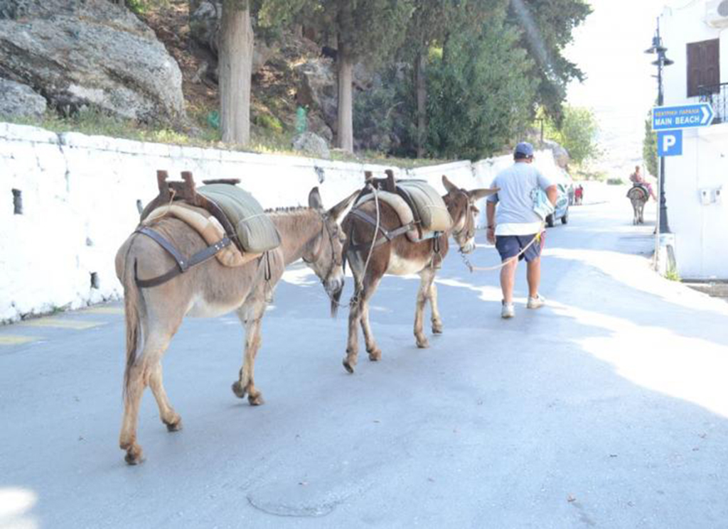 Γαιδούρια Λίνδο