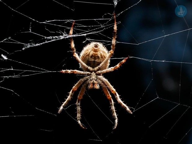 Orb_weaver_black_bckgrnd03_crop