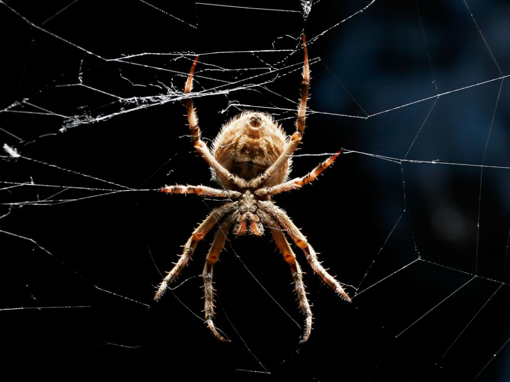 Orb_weaver_black_bckgrnd03_crop
