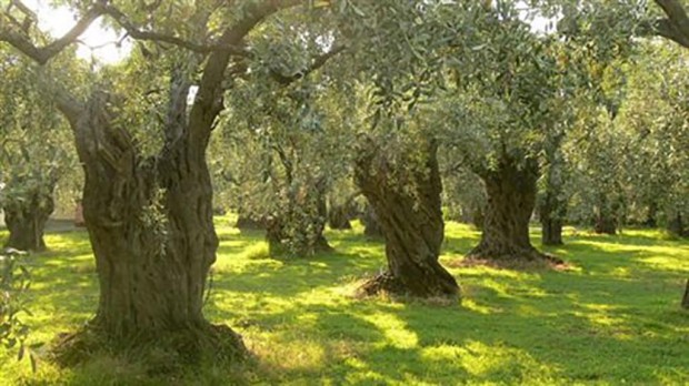 ελιά