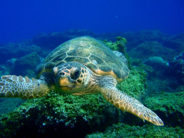 Caretta caretta