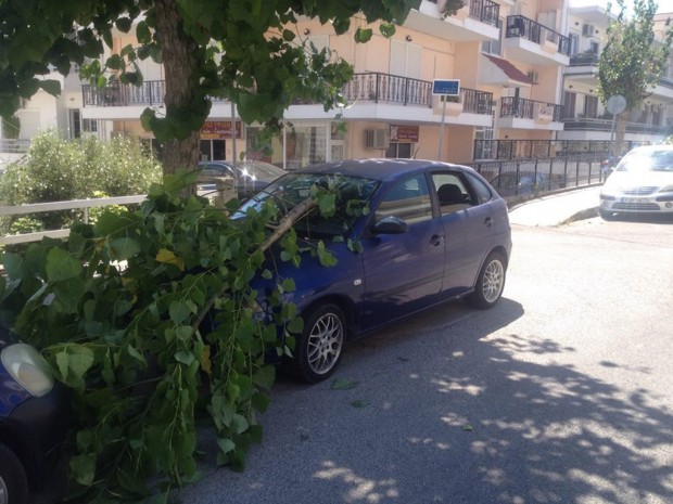 Κανάκης δέντρο