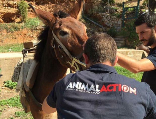 GAWF/Animal Action