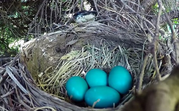 Έβαλε κάμερα στο δέντρο για να καταγράψει τη γέννηση νεοσσών αλλά να τι συνέβη
