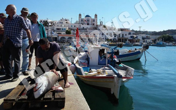 Ψάρεψαν καρχαρία με… παραγάδι στους Λειψούς