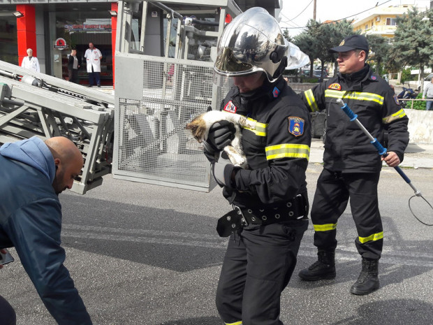 γάτα