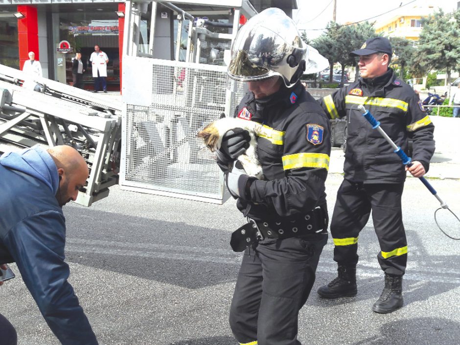 ΔΙΑΣΩΣΗ ΓΑΤΑΣ