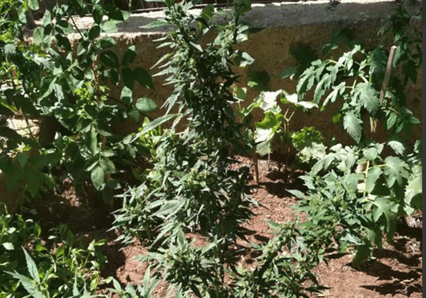 κάνναβη