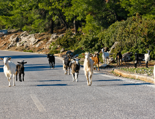 κατσικια