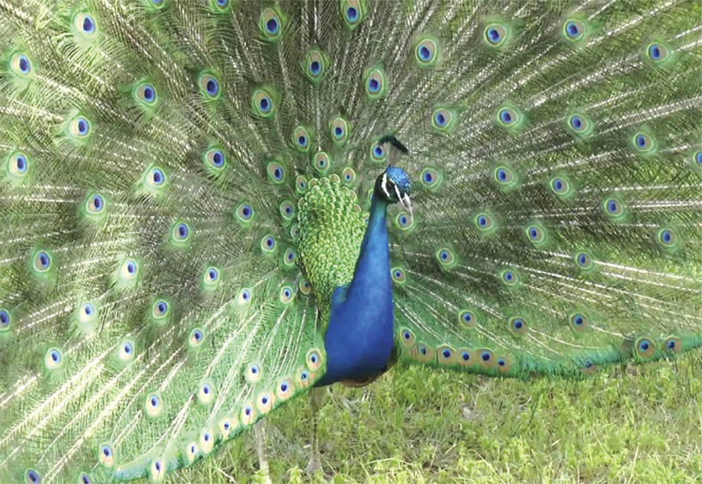 παγωνι