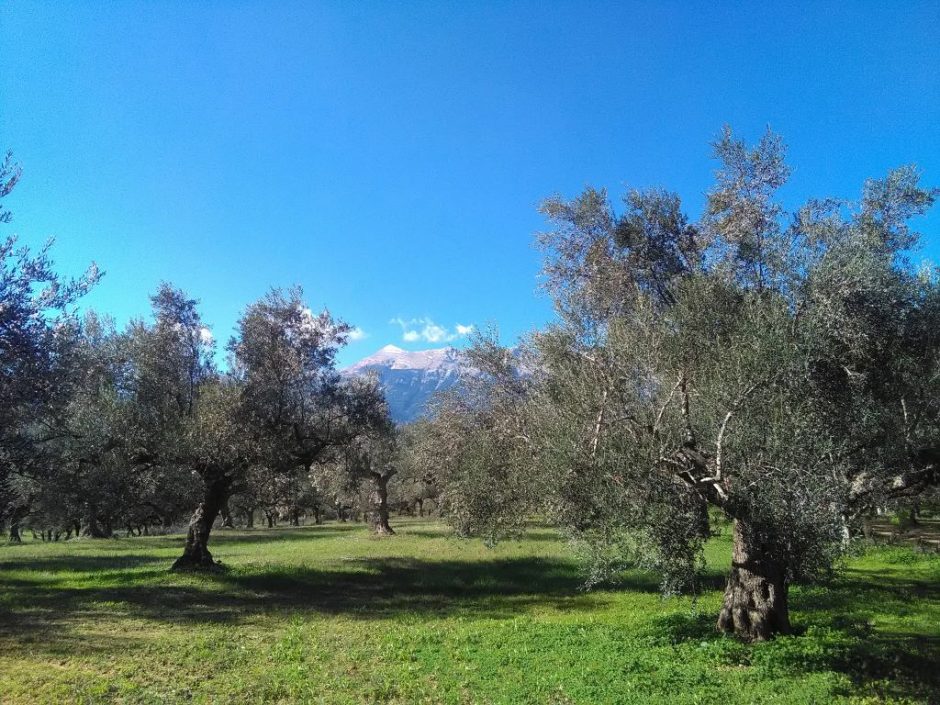 Ελαιώνες Σακελλαρόπουλου 2
