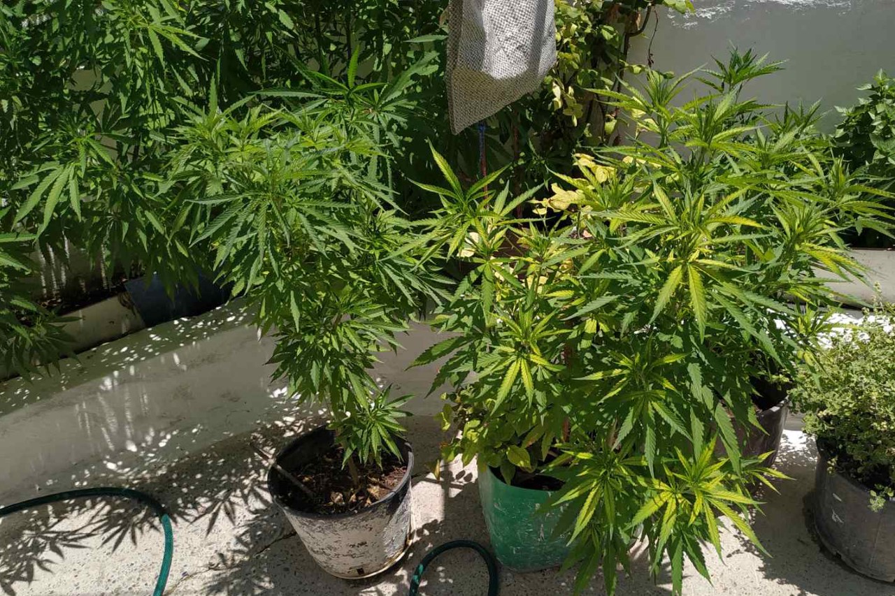 thumbnail_SYLLHPSH KALLIERGEIA KANNABHS DENDRYLLIA RODOS F1