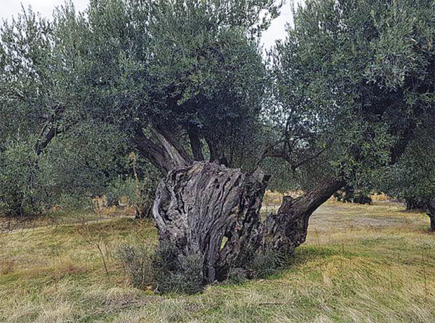 ελαιοδεντρο