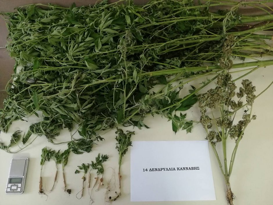 ΚΑΝΝΑΒΗ ΚΑΛΛΙΕΡΓΕΙΑ ΑΡΧΑΓΓΕΛΟΣ