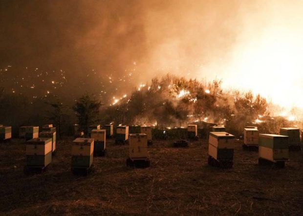 Εύβοια – Χάθηκαν χιλιάδες σμήνη μελισσών – Ολοκληρωτική καταστροφή