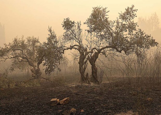 Τεράστια η καταστροφή στους ελαιοπαραγωγούς στην Ηλεία – Στάχτη τουλάχιστον 500.000 ρίζες ελιές