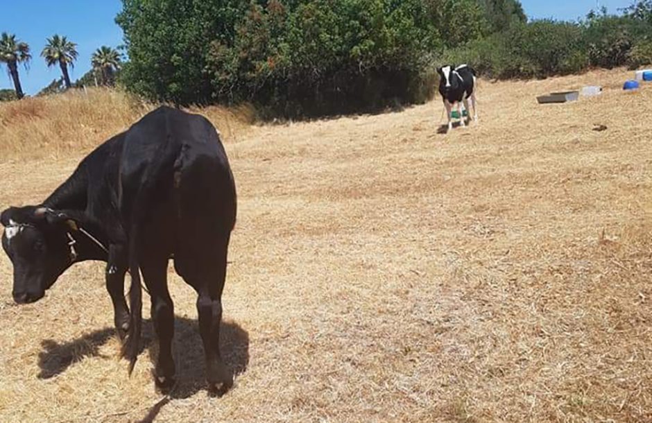 ΑΓΕΛΑΔΕΣ ΜΟΝΤΕ ΣΜΙΘ