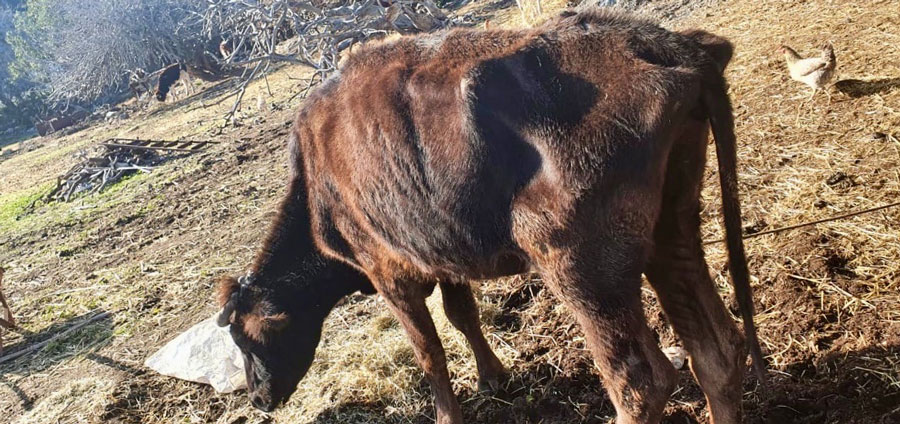 Abused-Cows-Kos-Island-01