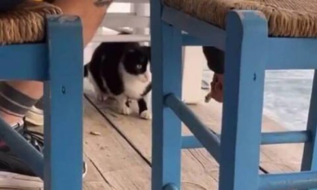 Νταήδες