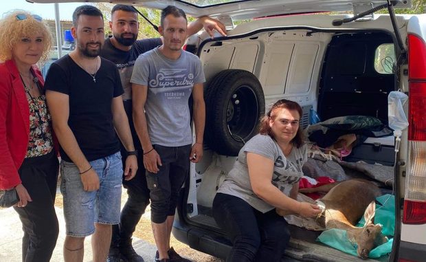 Μέλη του Κυνηγετικού Συλλόγου Ρόδου εντόπισαν τραυματισμένο ελάφι και το διέσωσαν