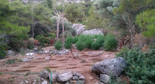 κάνναβη Ρόδος 9/8