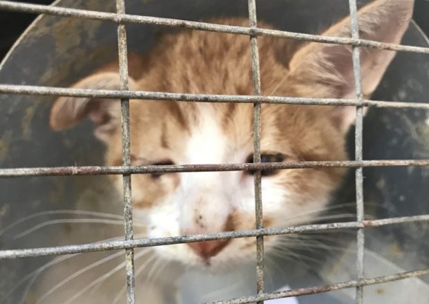 Εγκατάλειψη νεογέννητων γατών