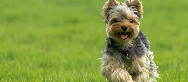 Yorkshire Terrier