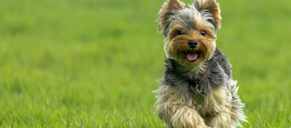 Yorkshire Terrier