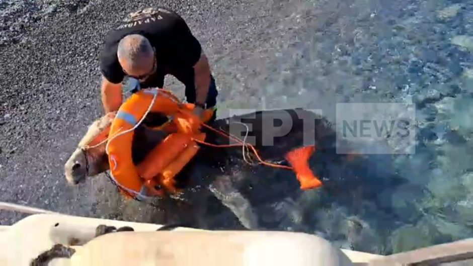 ΚΑΡΠΑΘΟΣ ΓΑΙΔΟΥΡΑΚΙΑ