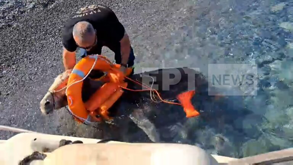 ΚΑΡΠΑΘΟΣ ΓΑΙΔΟΥΡΑΚΙΑ