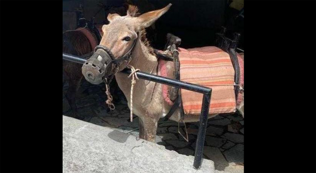 ΓΑΙΔΟΥΡΑΚΙ ΛΙΝΔΟΣ