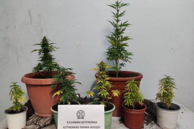 κάνναβη Ρόδος 4/7