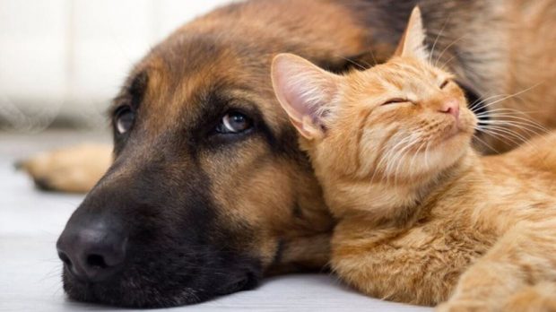 σκύλος-γάτα