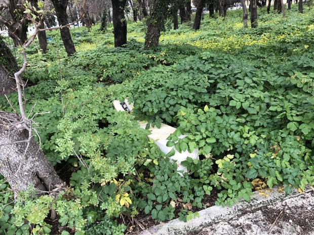 Παρκο πίσω απο γήπεδο (1)