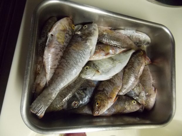 psaria