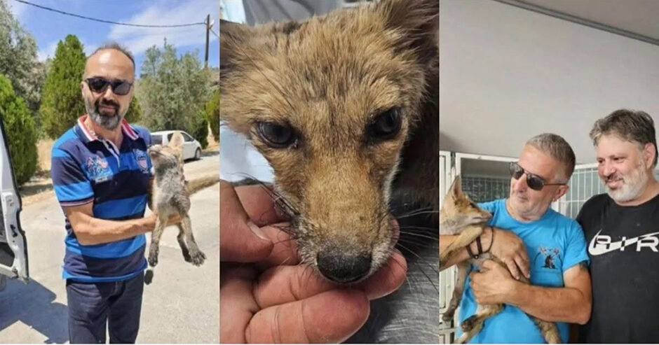 ΑΡΚΟΥΔΑΚΙ ΡΟΔΟΣ