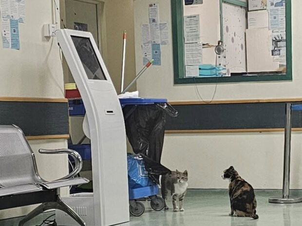 ΓΑΤΕΣ ΝΟΣΟΚΟΜΕΊΟ
