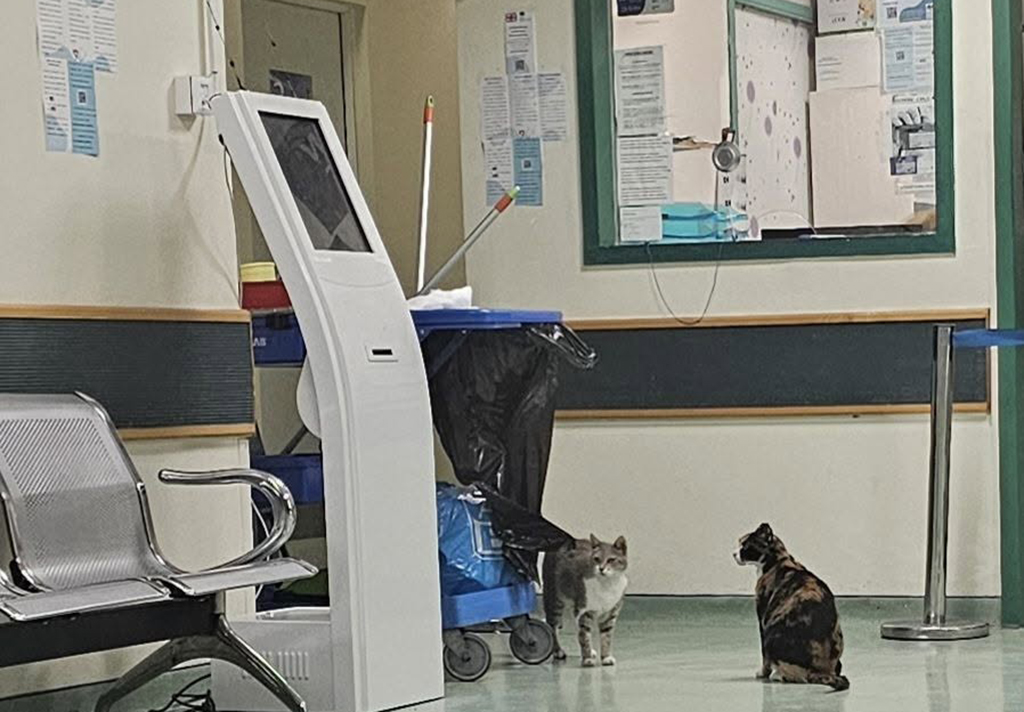 ΓΑΤΕΣ ΝΟΣΟΚΟΜΕΊΟ