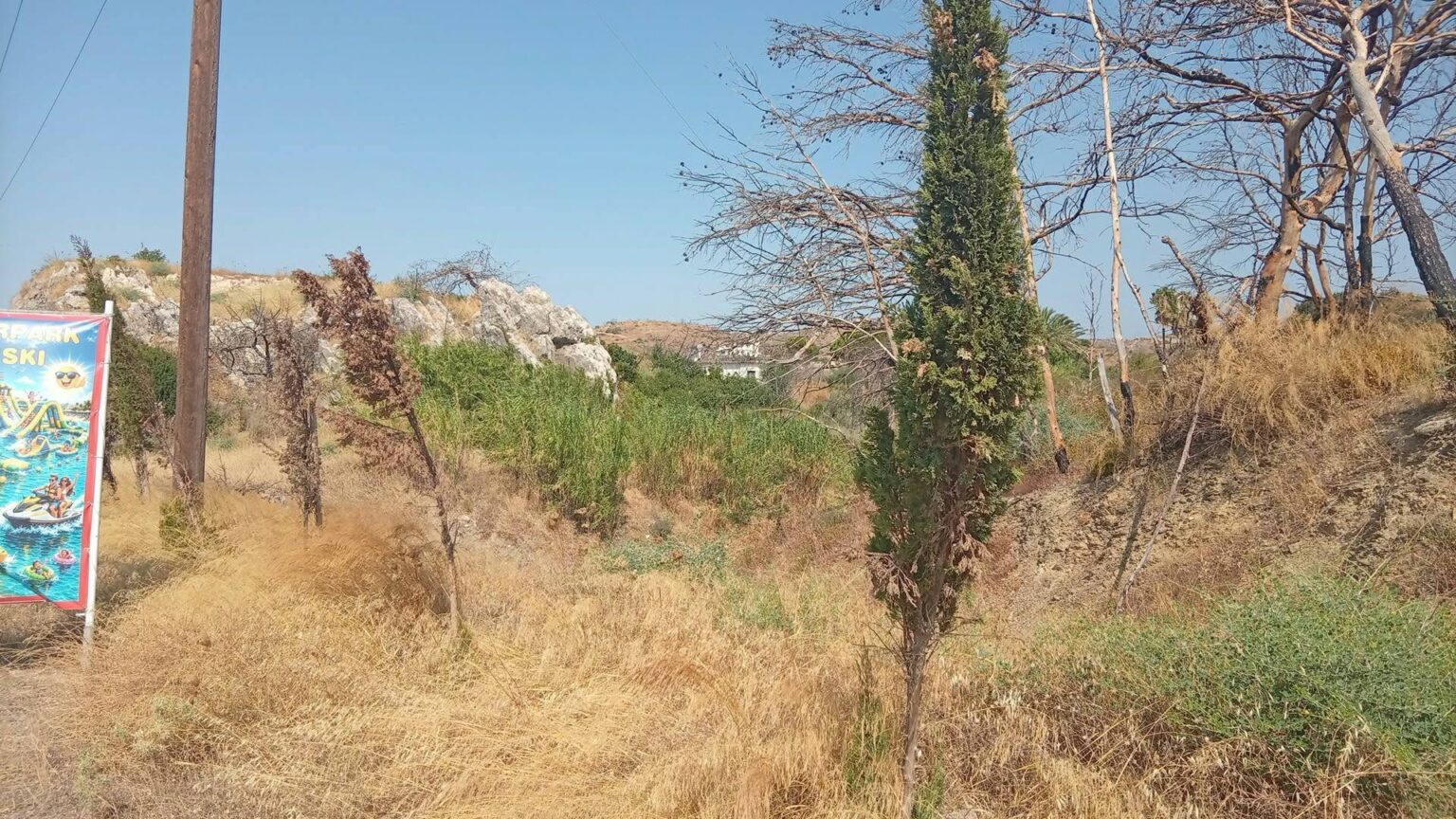 Τα κυπαρίσσια που μαρτυρούν όσα δεν θέλουμε να δούμε