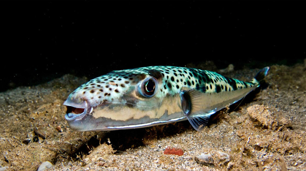 ΛΑΓΟΚΕΦΑΛΟΣ