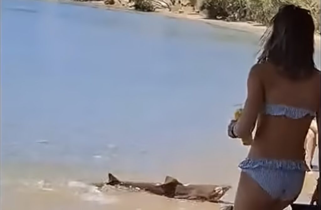 ΚΑΡΧΑΡΙΑΣ ΛΕΙΨΟΙ