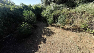 ΝΑΡΚΩΤΙΚΑ ΡΟΔΟΣ 22.0Ο7.26