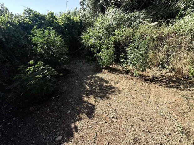 ΝΑΡΚΩΤΙΚΑ ΡΟΔΟΣ 22.0Ο7.26