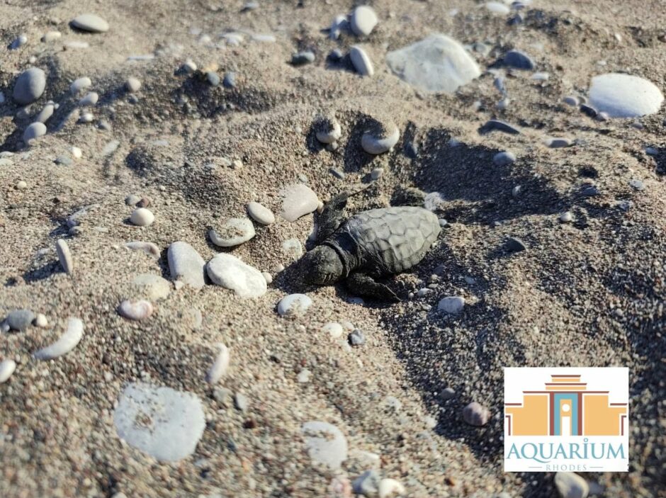 780210800_1055387050368121_1526514004933447816_n