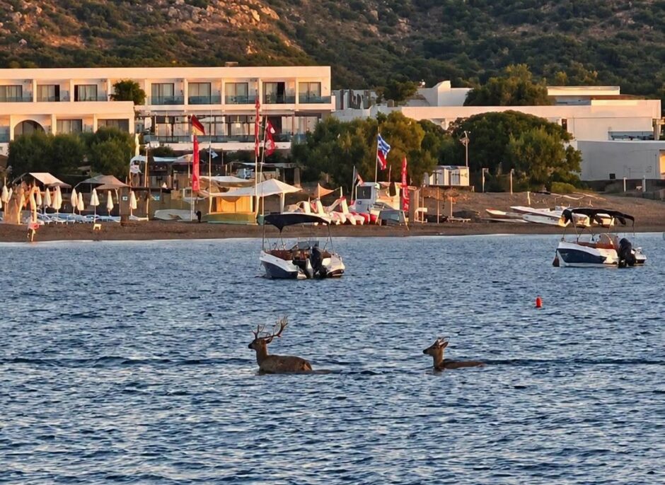 Δύο ελάφια κολυμπούσαν στη θάλασσα στο Φαληράκι!